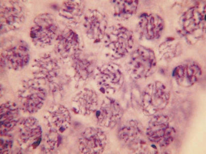 Cell Division slide set of 9