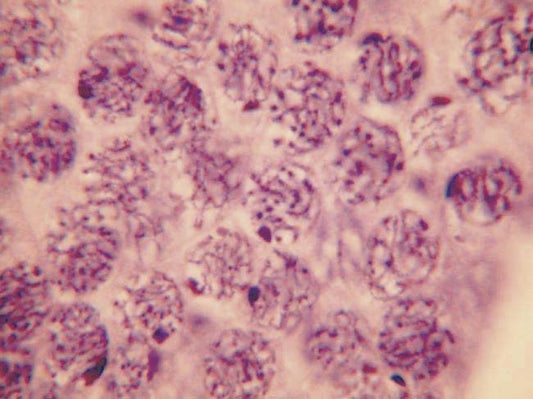 Cell Division slide set of 9