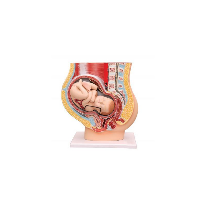 Human Pregnant Uterus - SmartLabs