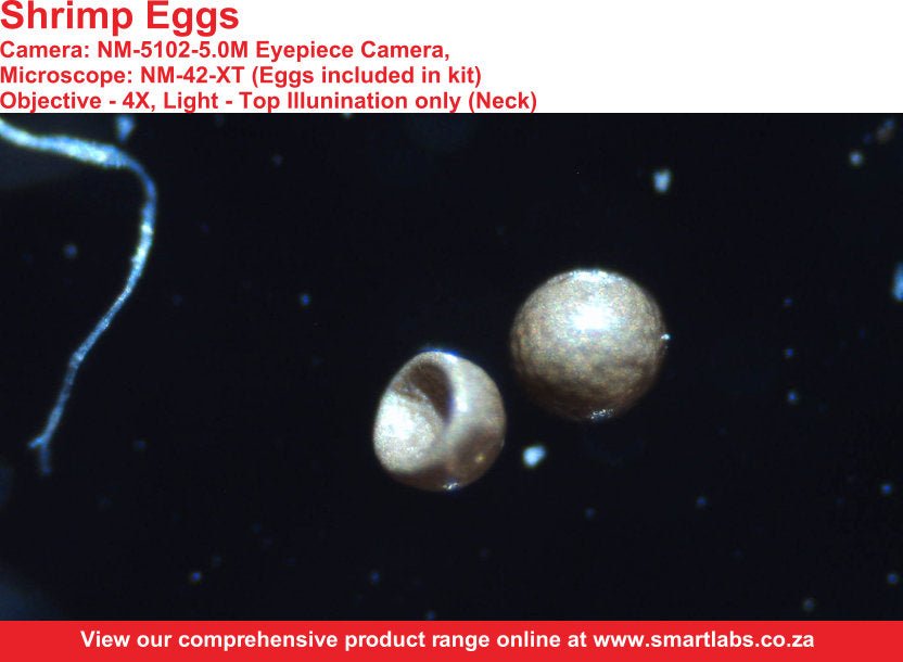 Eyepiece Camera, 5.0M, Eyepiece Type