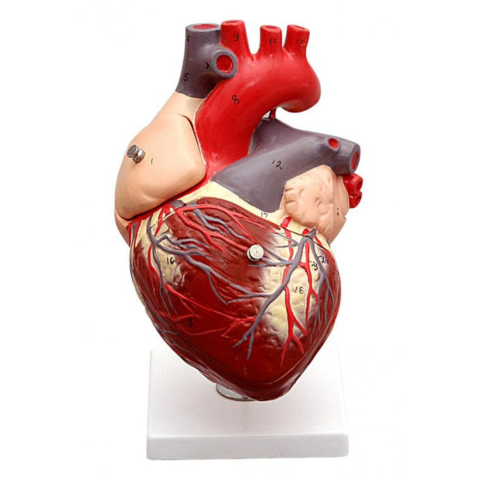 HUMAN HEART - 2 Times, 4 Part