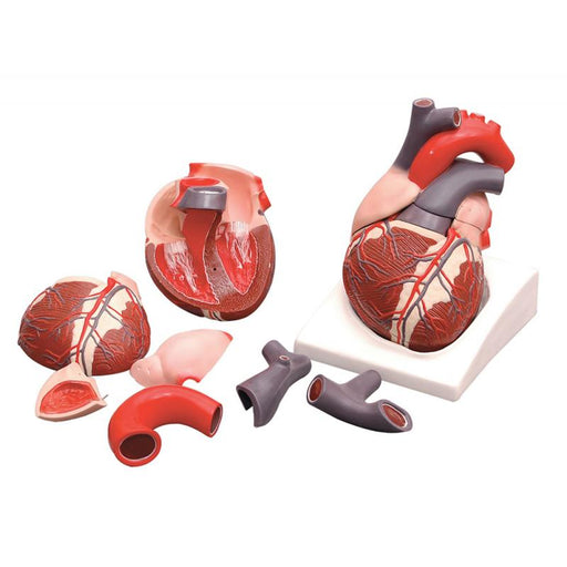 HUMAN HEART, 7 PARTS