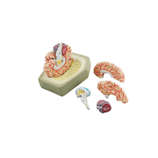Model, Brain with Arteries - 8 parts