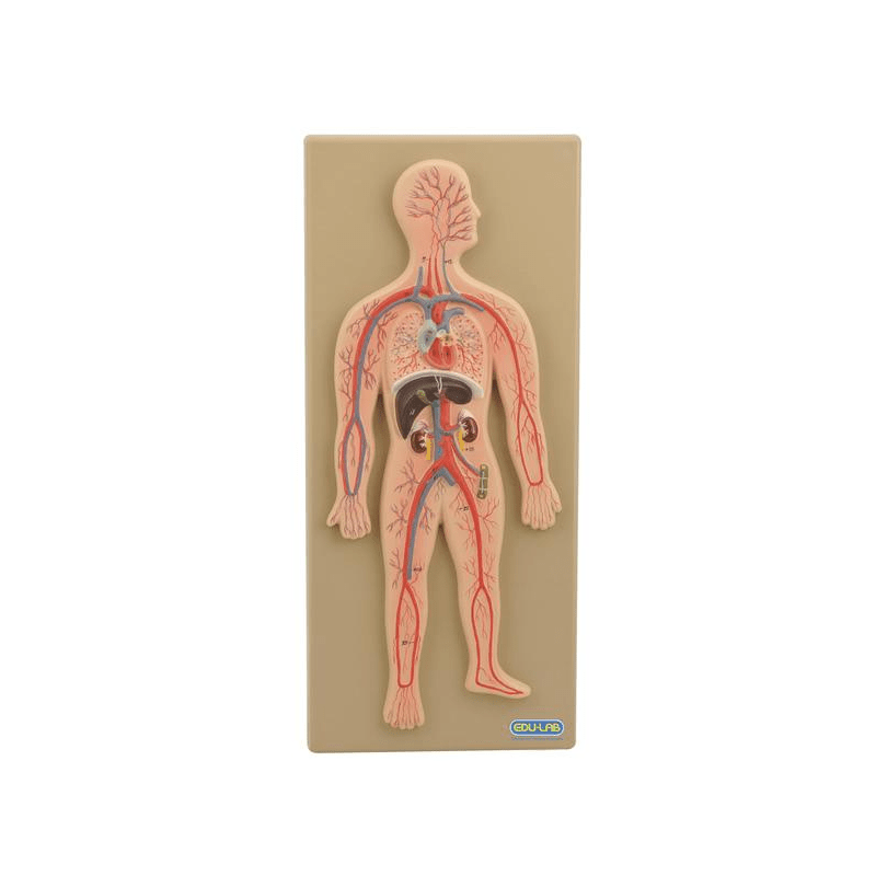 Model, Circulatory System (Human)
