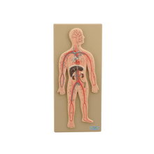 Model, Circulatory System (Human)