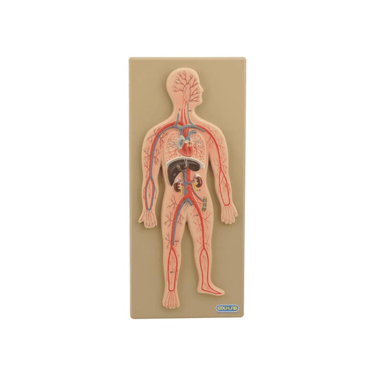 Model, Circulatory System (Human)