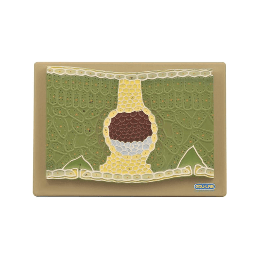 Model: Dicot Leaf V.S.