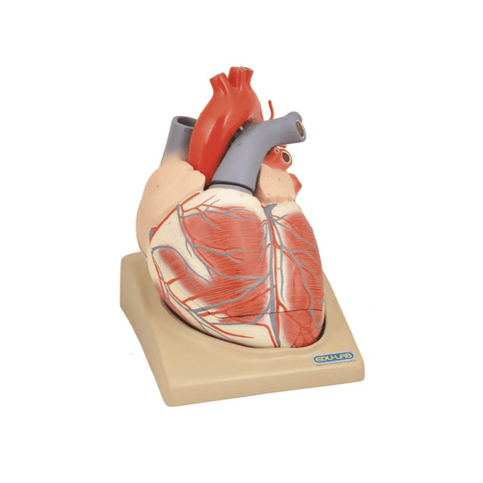 Model, Heart (Extra Large) on Base