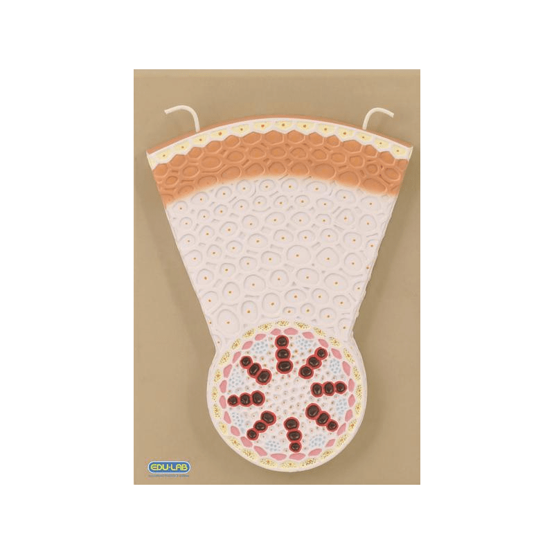 Model: Monocot Root T.S.