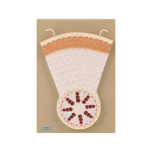 Model: Monocot Root T.S.
