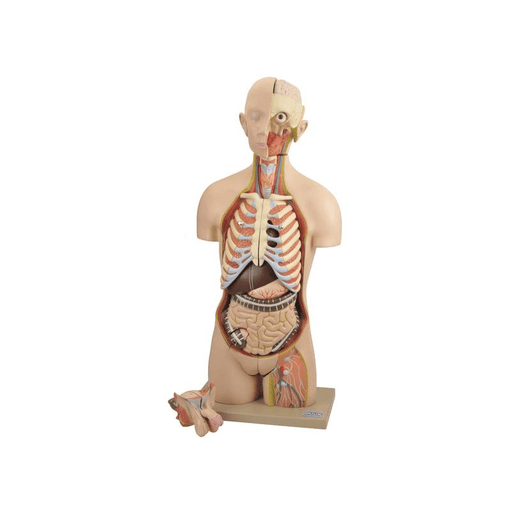Model, Torso (Life Size) Interchangeable Sex Organs 14parts