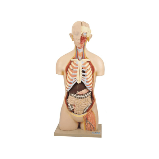 Science Lab Torso Model Human Biology Kits Apparatus & Models — SmartLabs