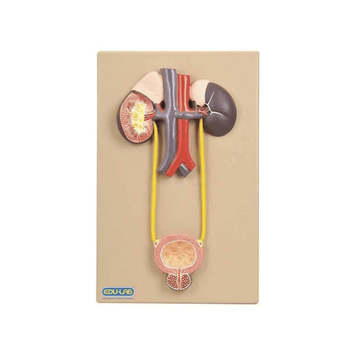Model, Urinary Organs, Kidney &amp; Bladder