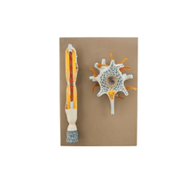 Neuron