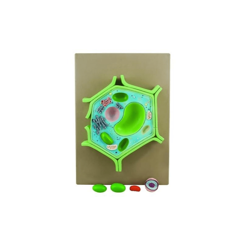 Plant Cell