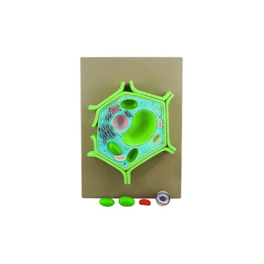 Plant Cell