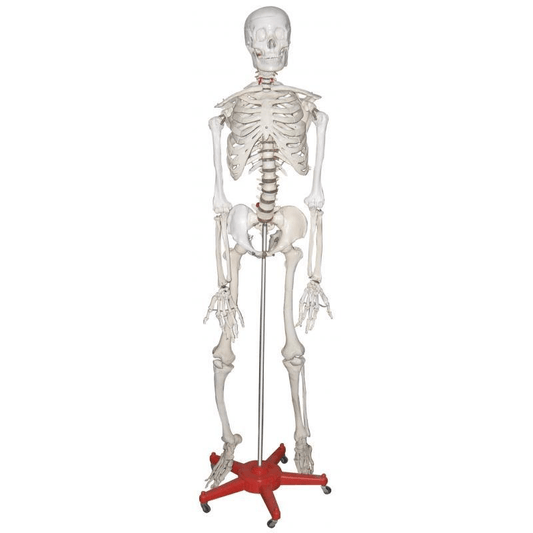Life size human skeleton model on stand with movable joints and detachable skull